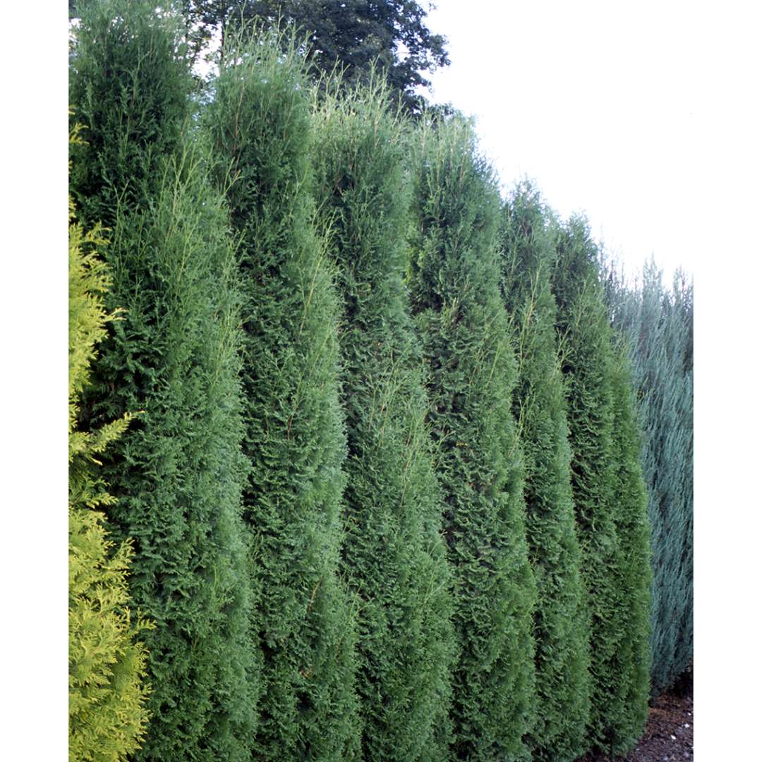 A hedge of very narrow columnar Holmstrup arborvitae